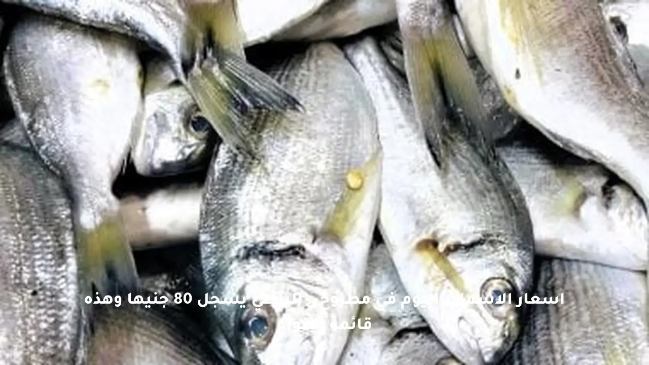 أسعار الأسماك اليوم في مطروح.. البلطي يسجل 80 جنيها وهذه قائمة الأنواع